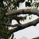 Image of Moustached guenon