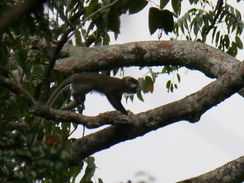 Image of Moustached Guenon