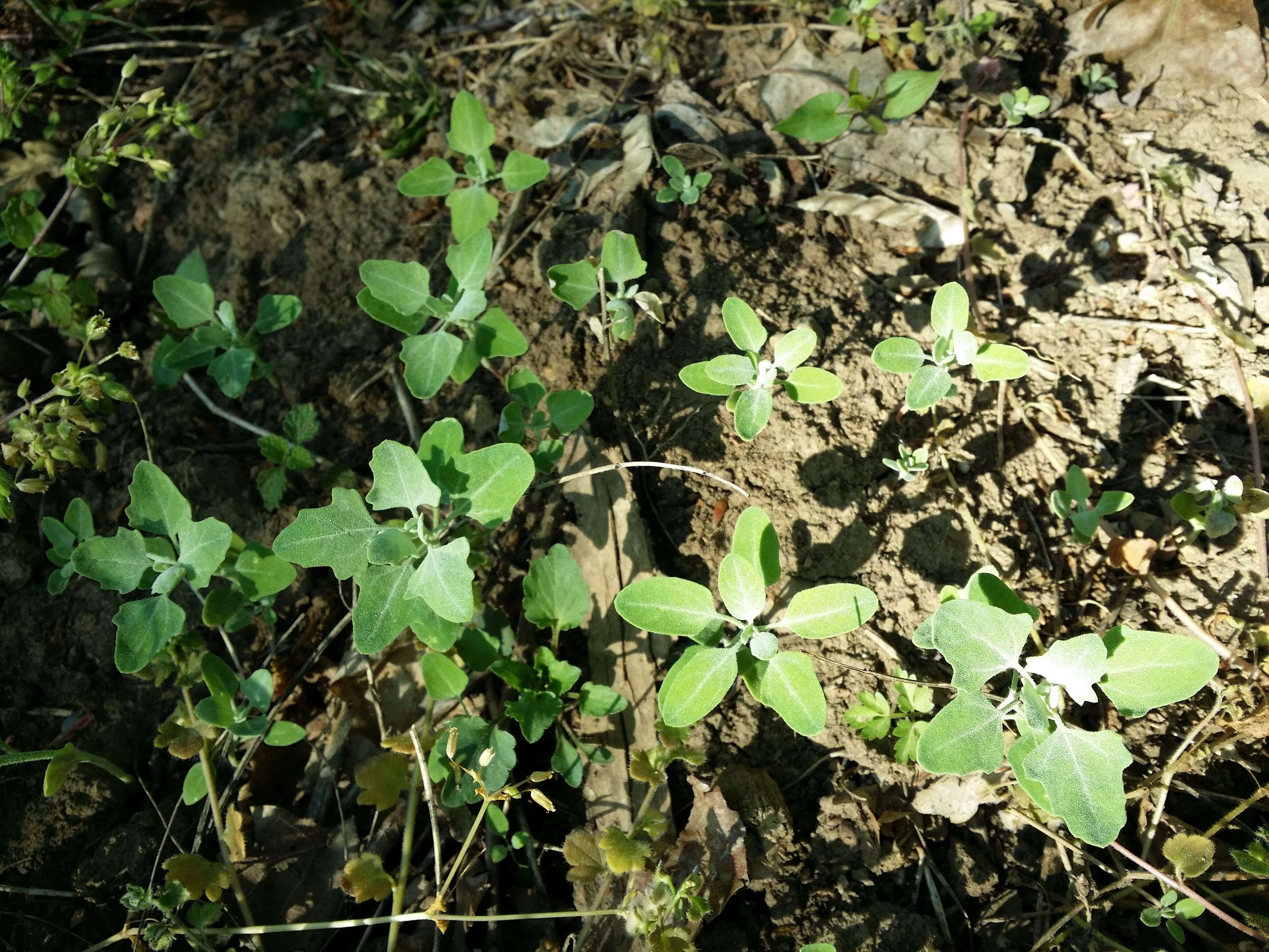 Plancia ëd Chenopodium opulifolium Schrader