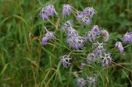 Image of <i>Dianthus superbus</i>