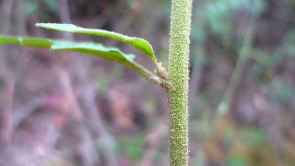 Olearia nernstii F. Müll. resmi