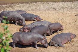 Image of Red-billed Oxpecker