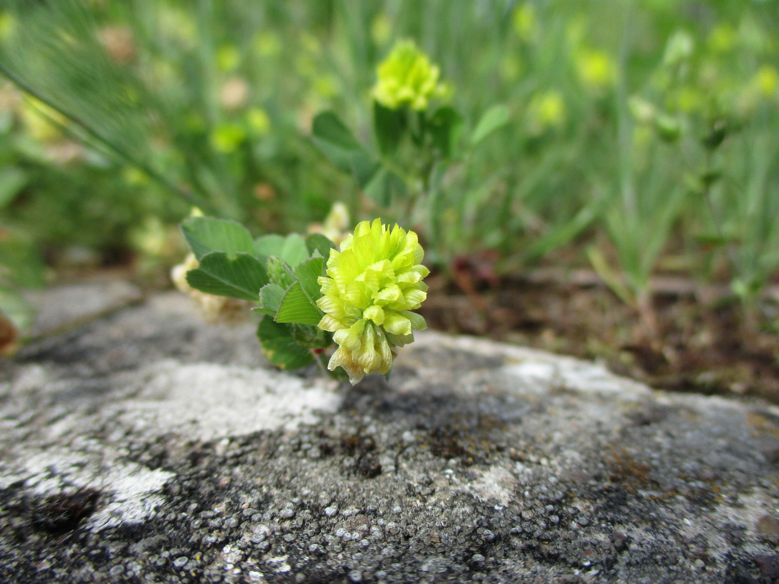 Image of field clover