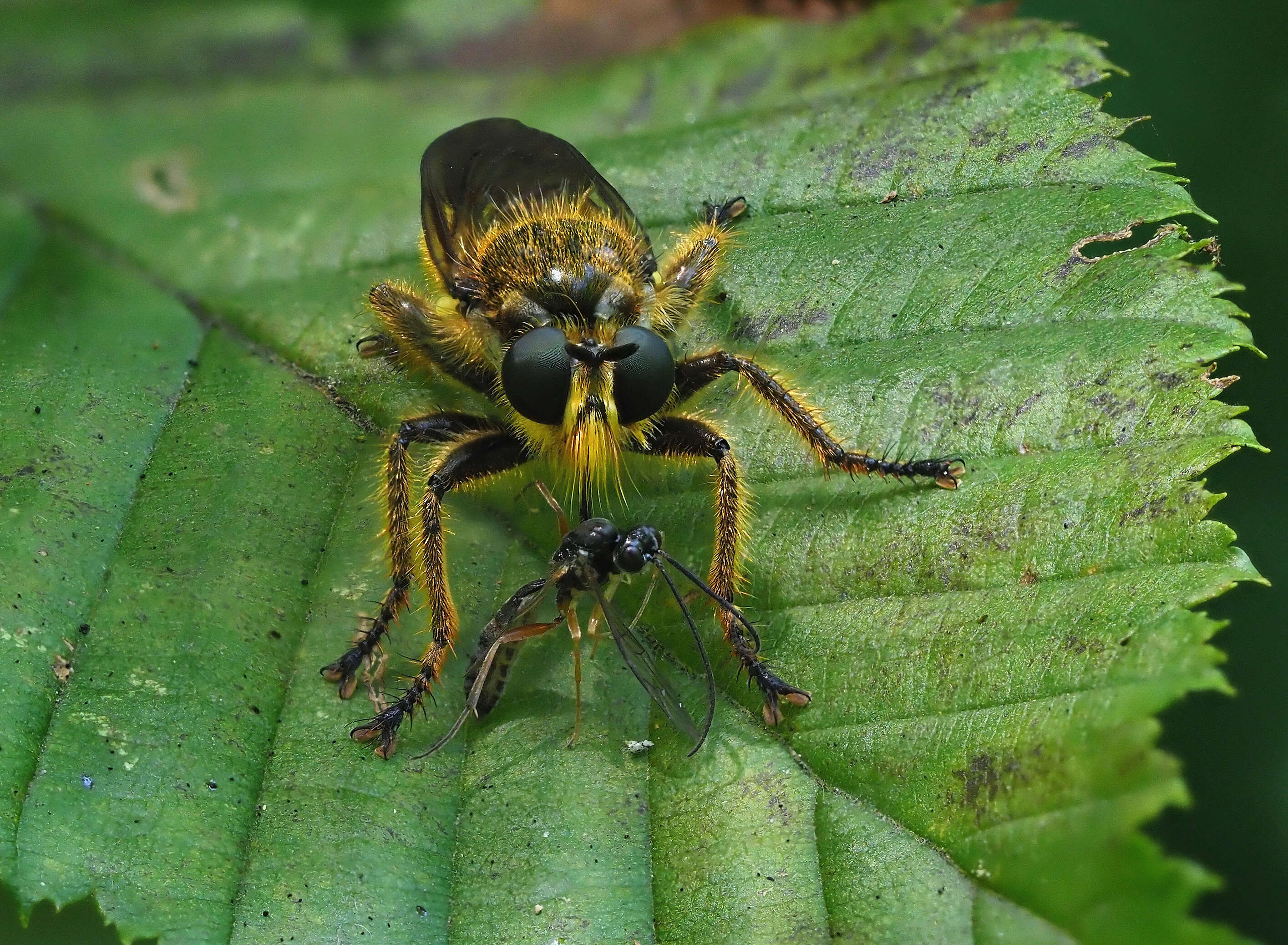 Image of Choerades fimbriata