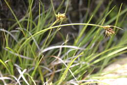 Image of northern sedge