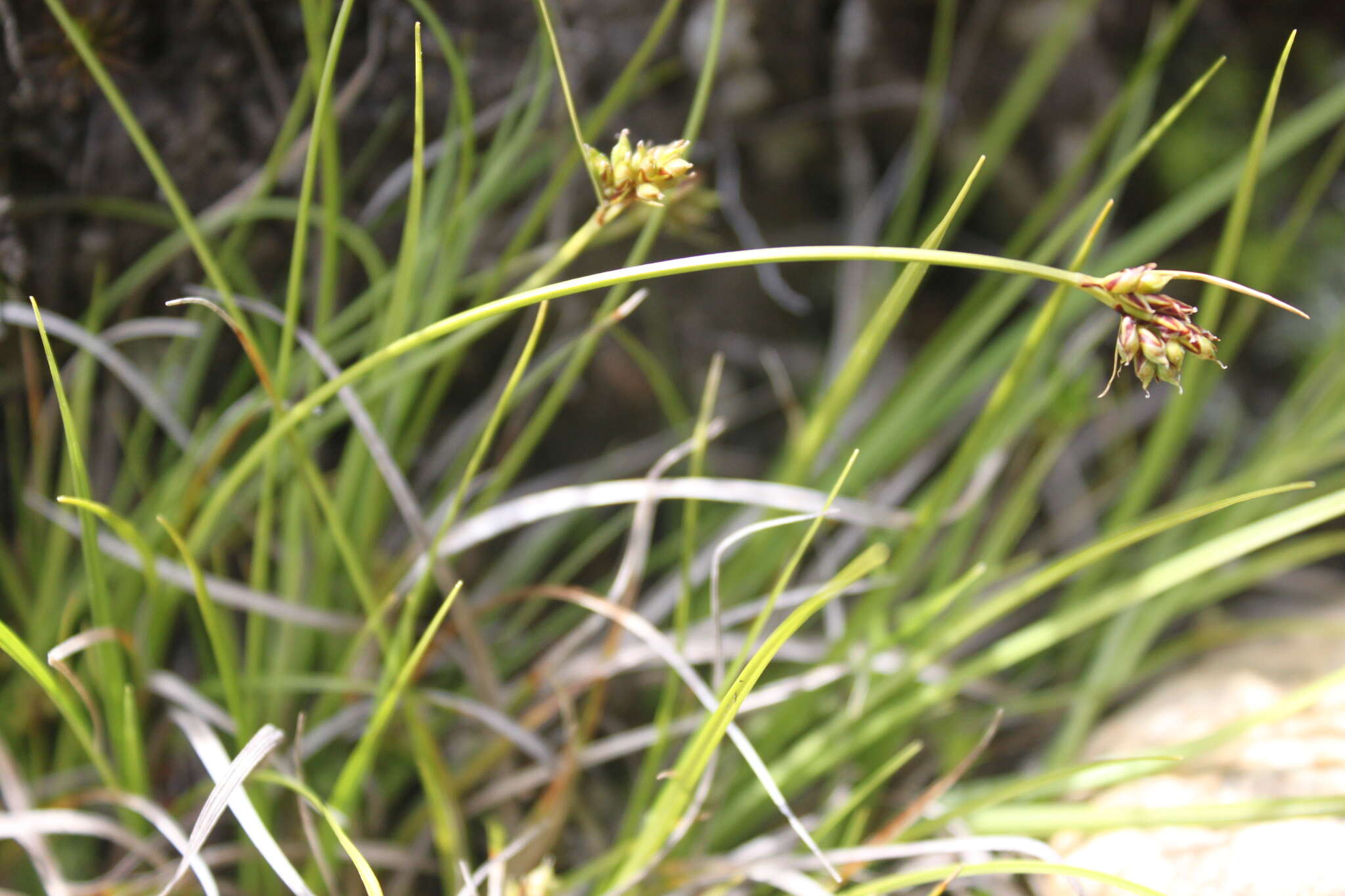 Image of northern sedge