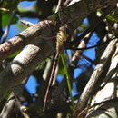 Image of Triacanthagyna trifida (Rambur 1842)