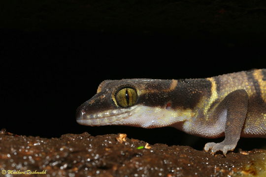 Image of Banded Ground Gecko