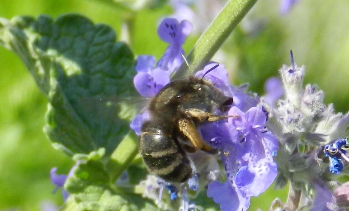 Image of Anthophora retusa (Linnaeus 1758)