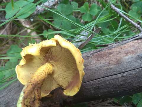 Image of Pholiota flammans (Batsch) P. Kumm. 1871