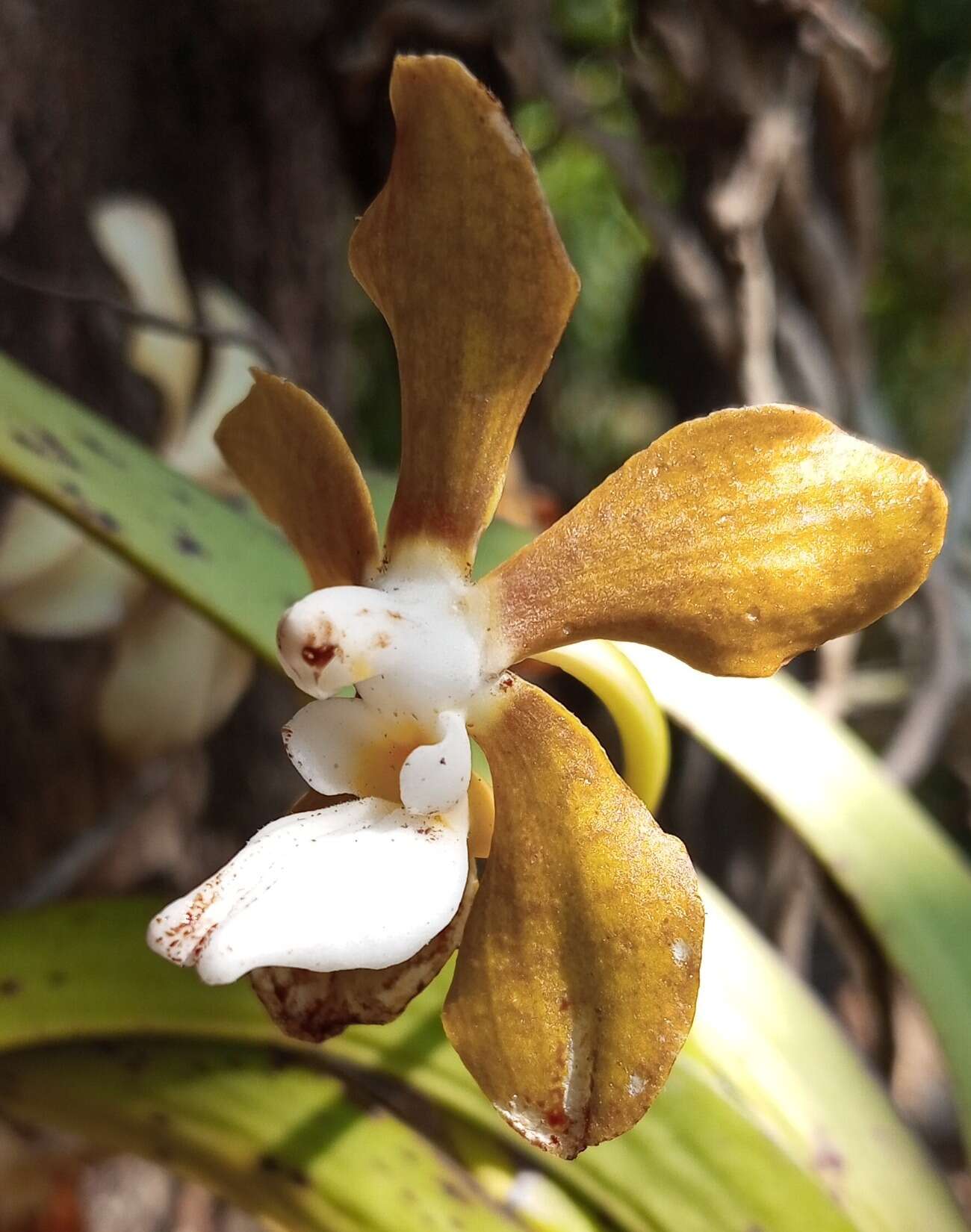 Image of Vanda wightii Rchb. fil.