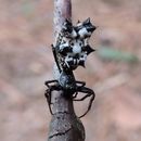 Image of Spined Micrathena