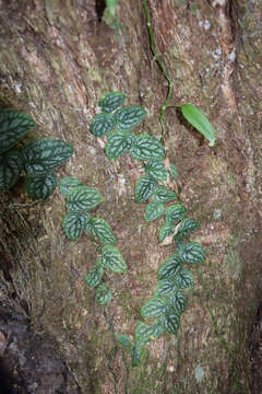 Image of Monstera dubia (Kunth) Engl. & K. Krause