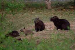 Image of Lesser Capybara