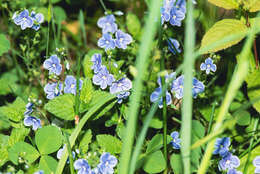 Image of bird's-eye speedwell