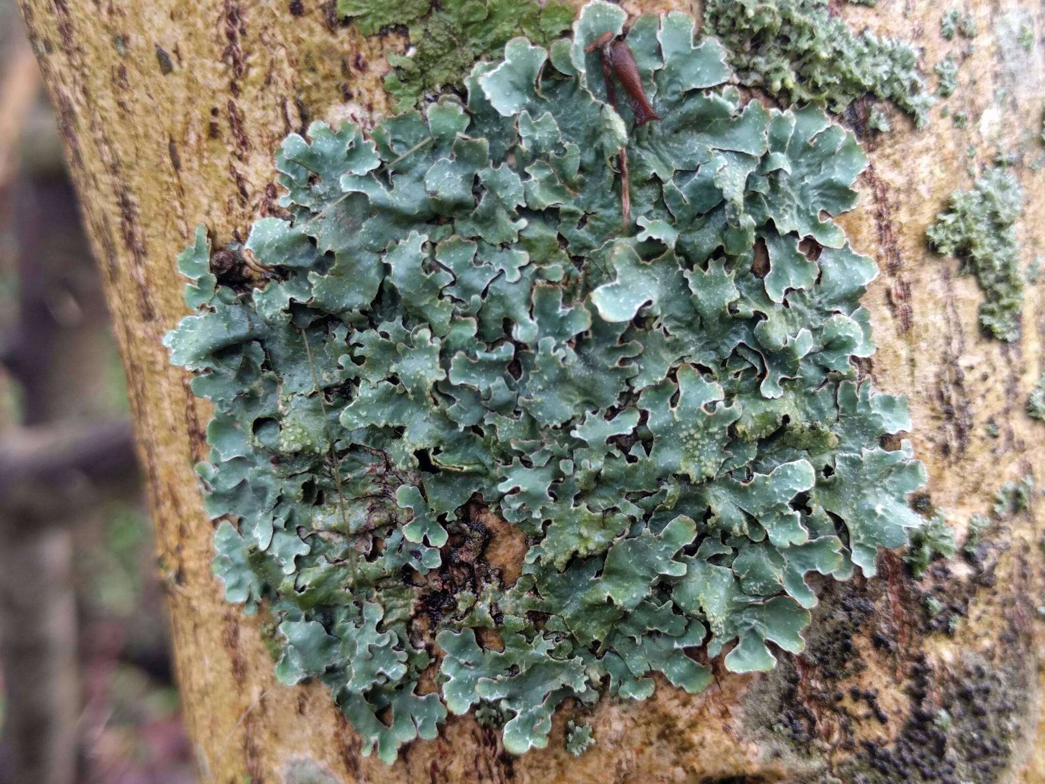 Image of Hammered shield lichen