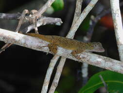 Image of Bark anole