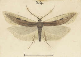 Image of Kiwaia aerobatis Meyrick 1924