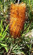 صورة Banksia