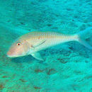 Image of Cinnabar goatfish