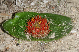 Image of Daubenya zeyheri (Kunth) J. C. Manning & A. M. van der Merwe