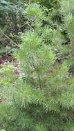 Image of <i>Pinus virginiana</i>