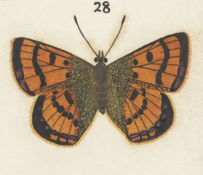 Image of Lycaena salustius (Fabricius 1793)