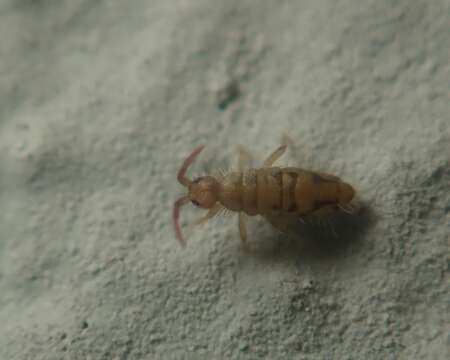 Image of Springtail