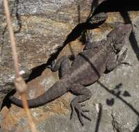 Image of Kashmir Rock Agama