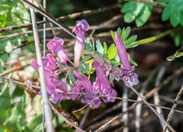 Plancia ëd Corydalis solida (L.) Clairv.