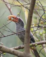 Image of Malabar Grey Hornbill