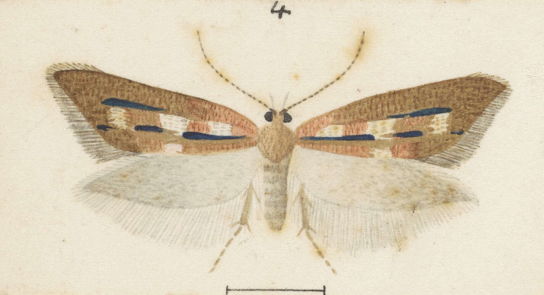 Image of Chrysorthenches polita