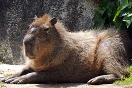 Image of Capybaras