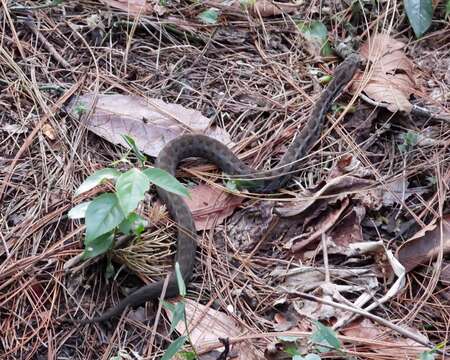 Image of Godman's Montane Pit Viper