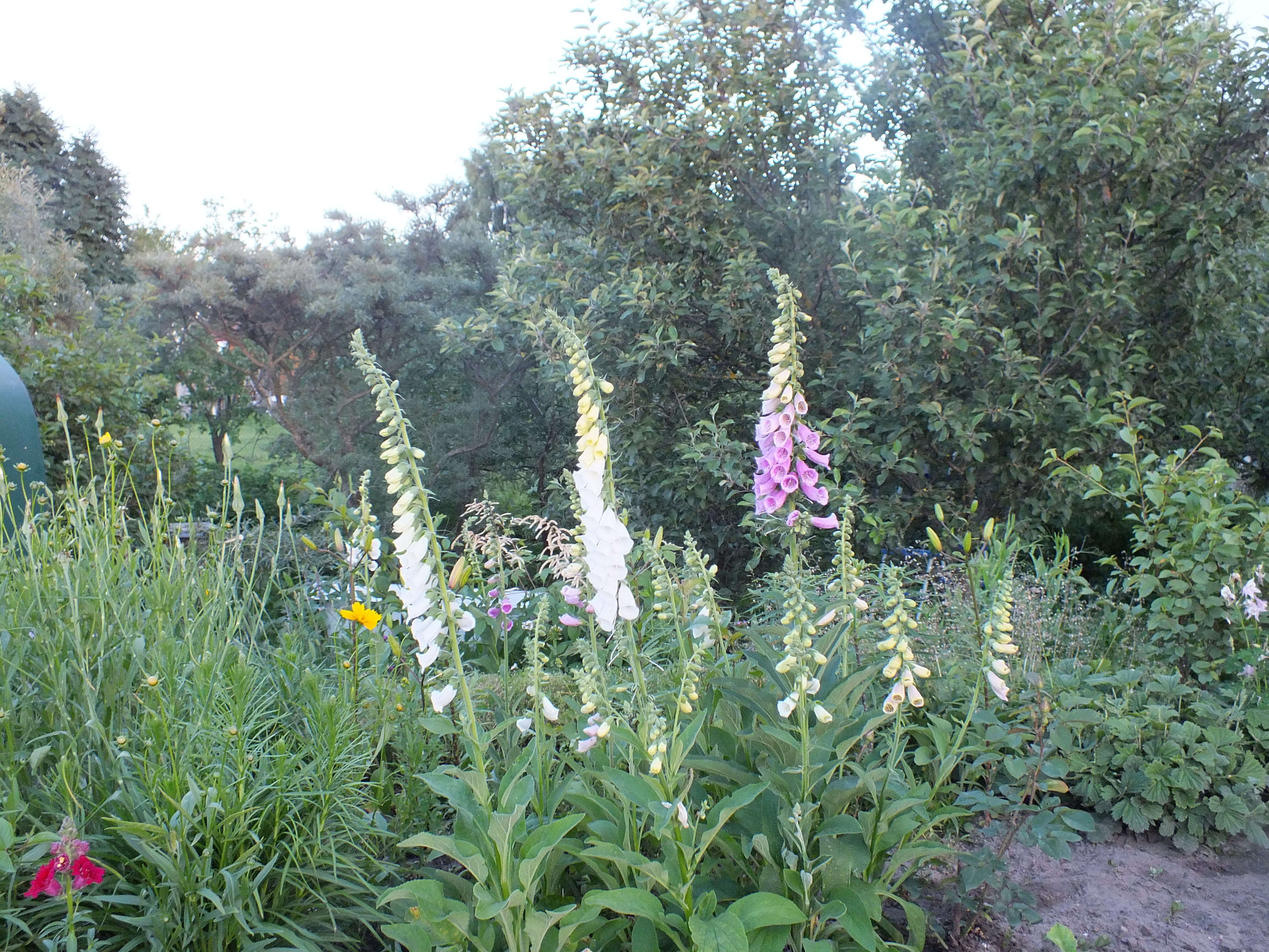 Imagem de Digitalis purpurea L.