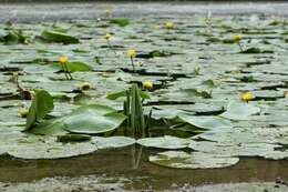 Image of Yellow Water-lily