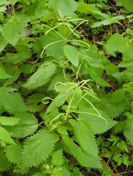 Image de Urtica membranacea Poir.