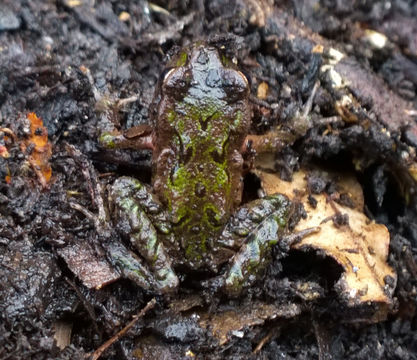 18.https www inaturalist org photos 2297373.580x360