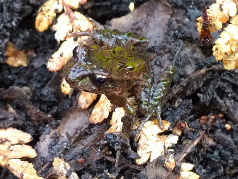 18.https www inaturalist org photos 2297374.580x360