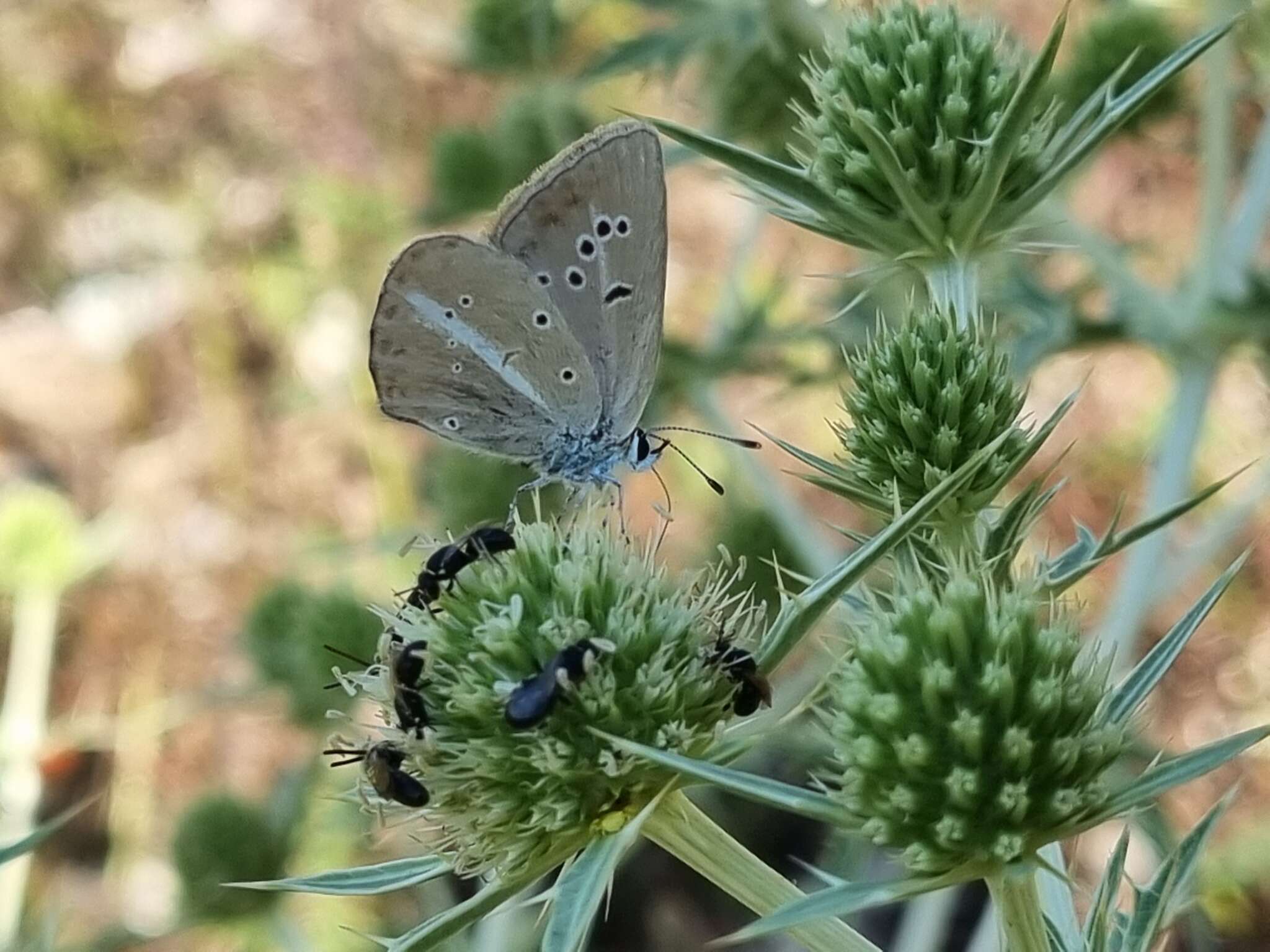 Image of Polyommatus ripartii