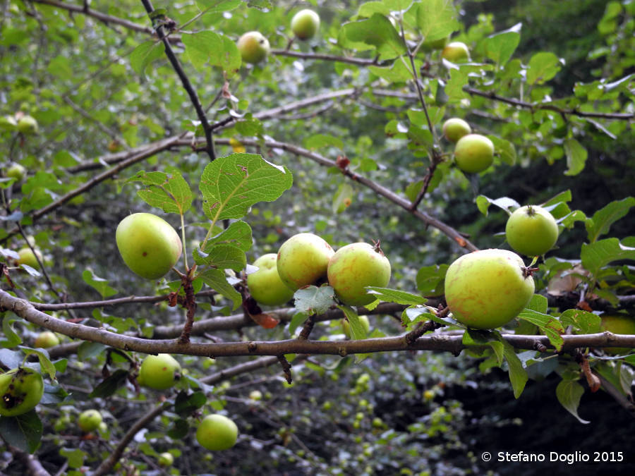 Image of <i>Malus sylvestris</i>
