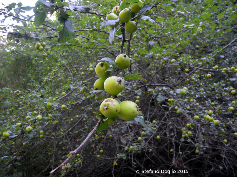 Image of <i>Malus sylvestris</i>