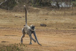 صورة Semnopithecus priam Blyth 1844