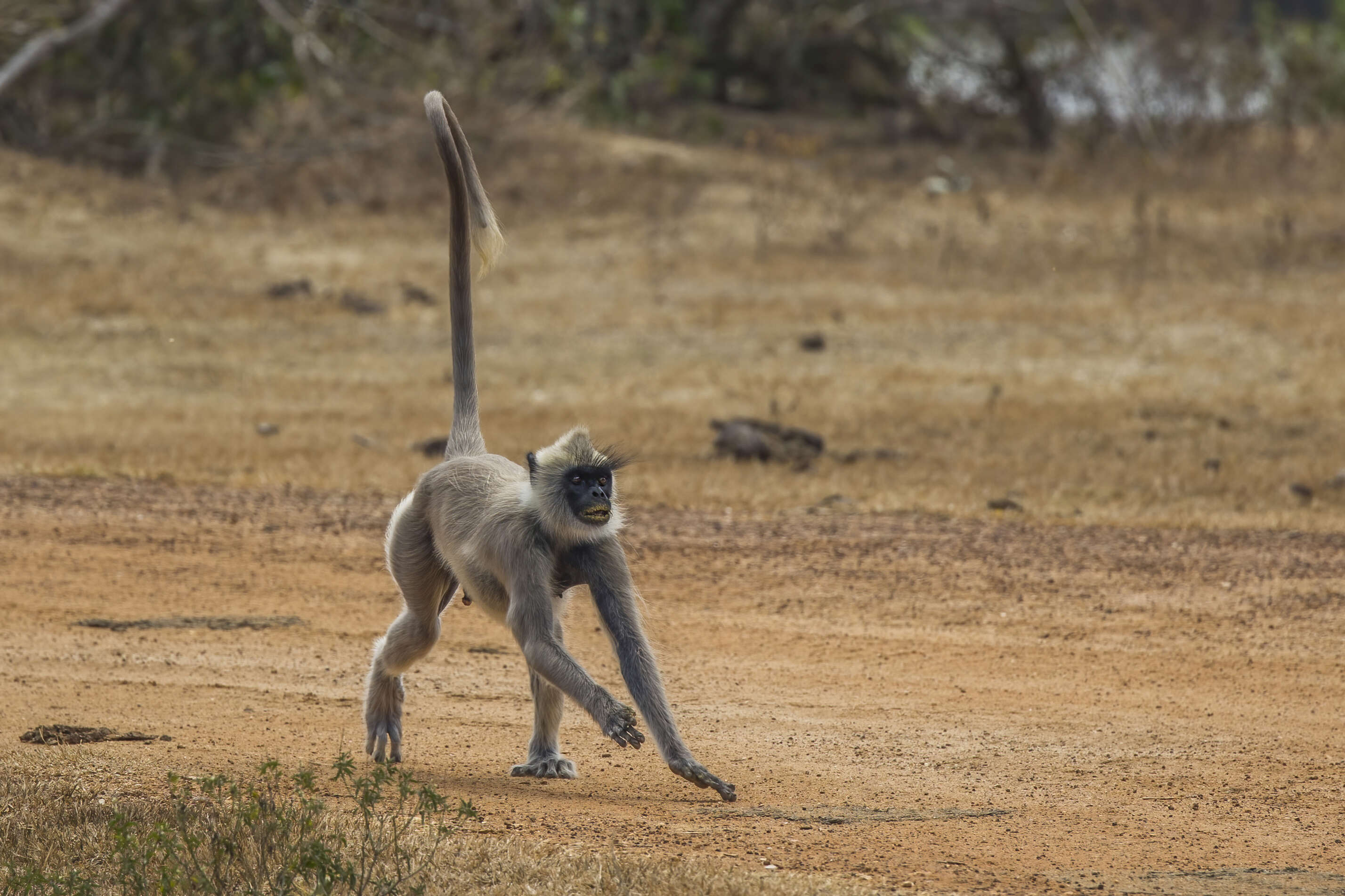 صورة Semnopithecus priam Blyth 1844