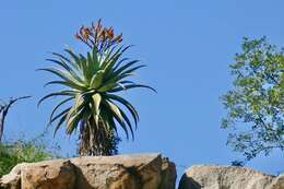 Image of Mountain aloe