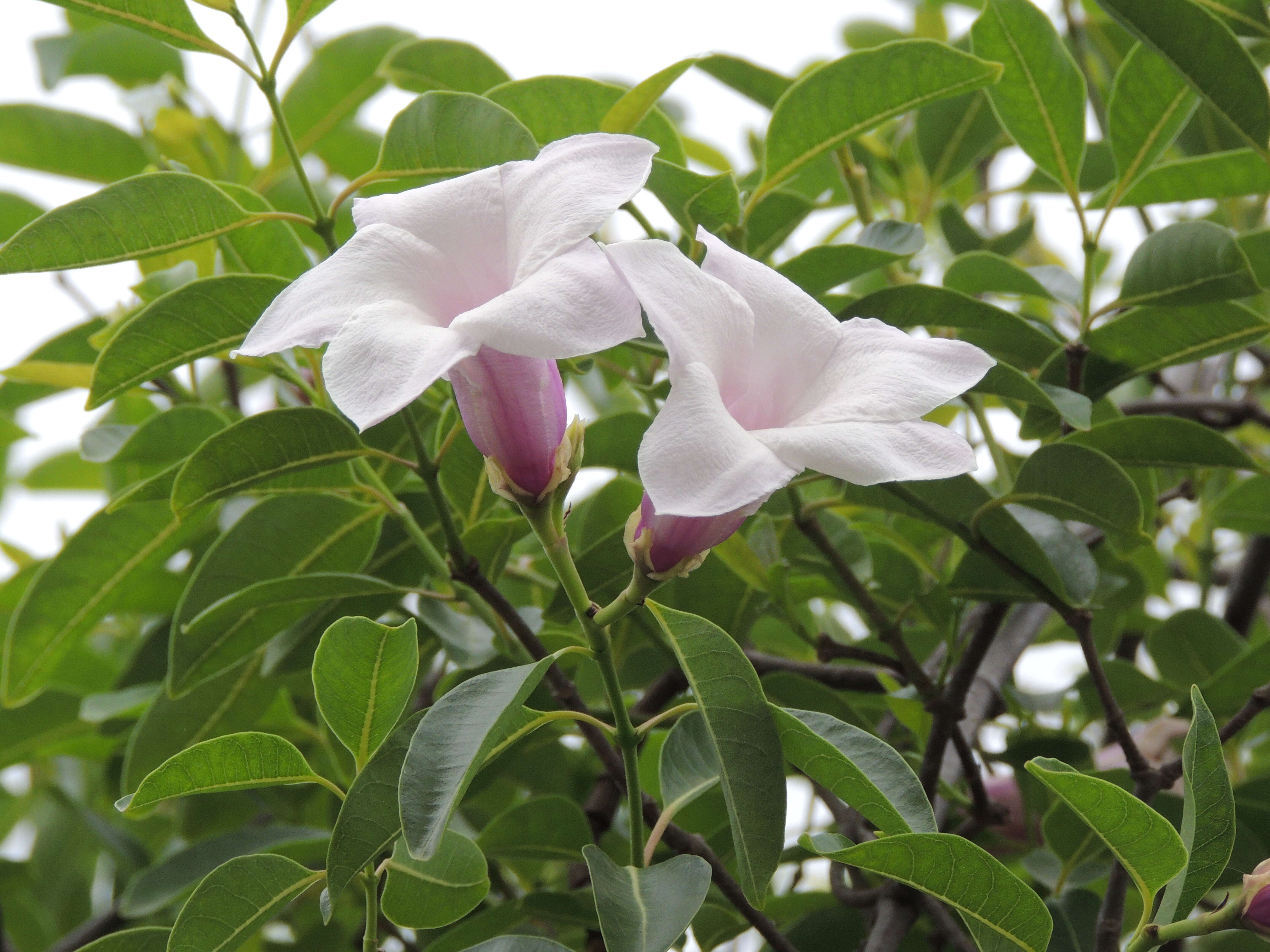 Image of Palay rubbervine