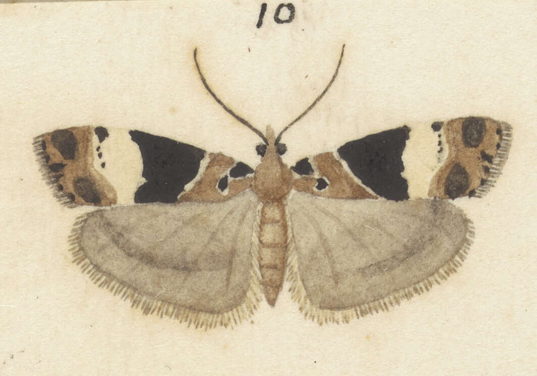 Image of Eudonia aspidota Meyrick
