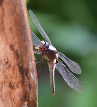 Image of Chalk-fronted Corporal