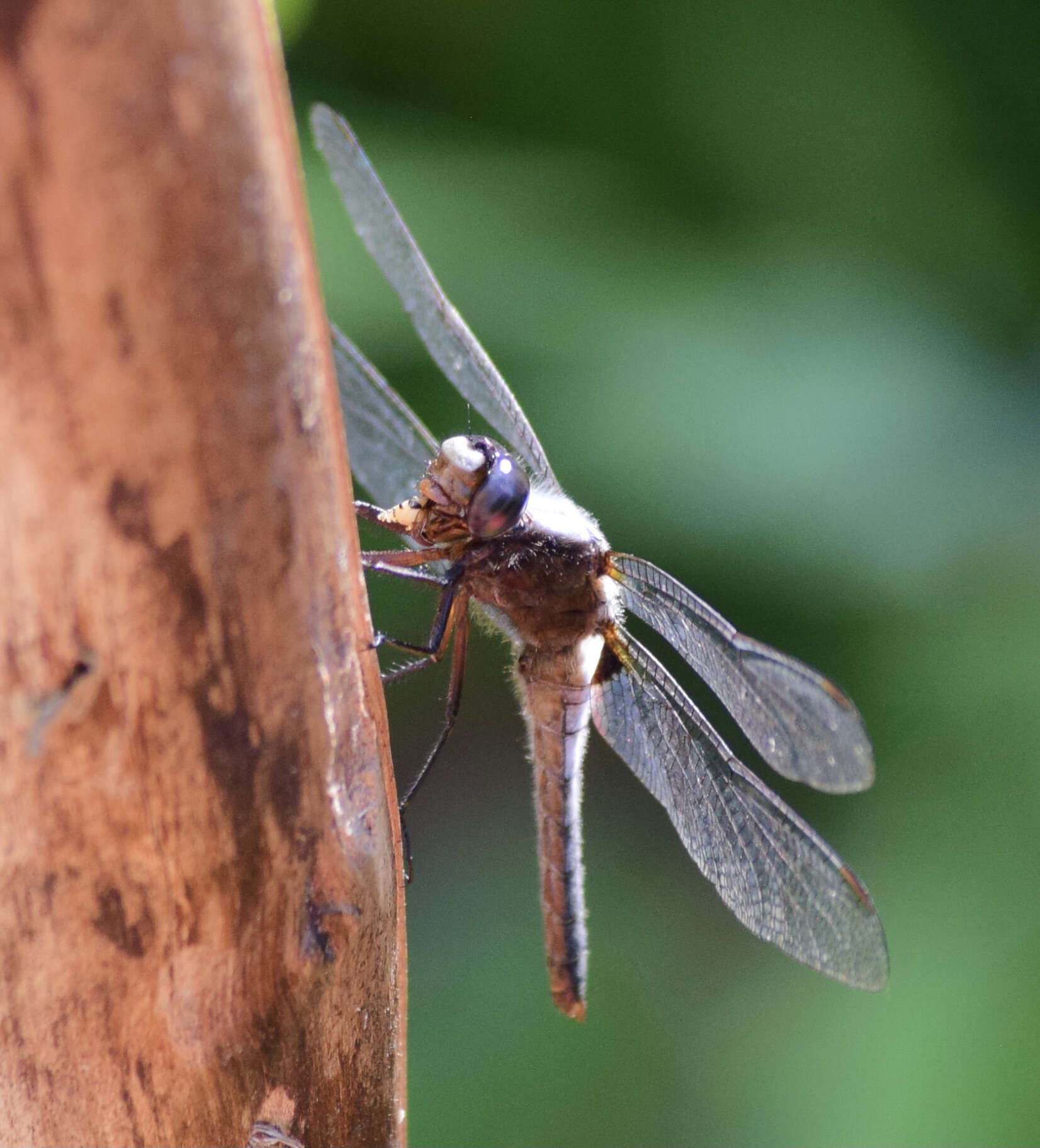 Image of Chalk-fronted Corporal