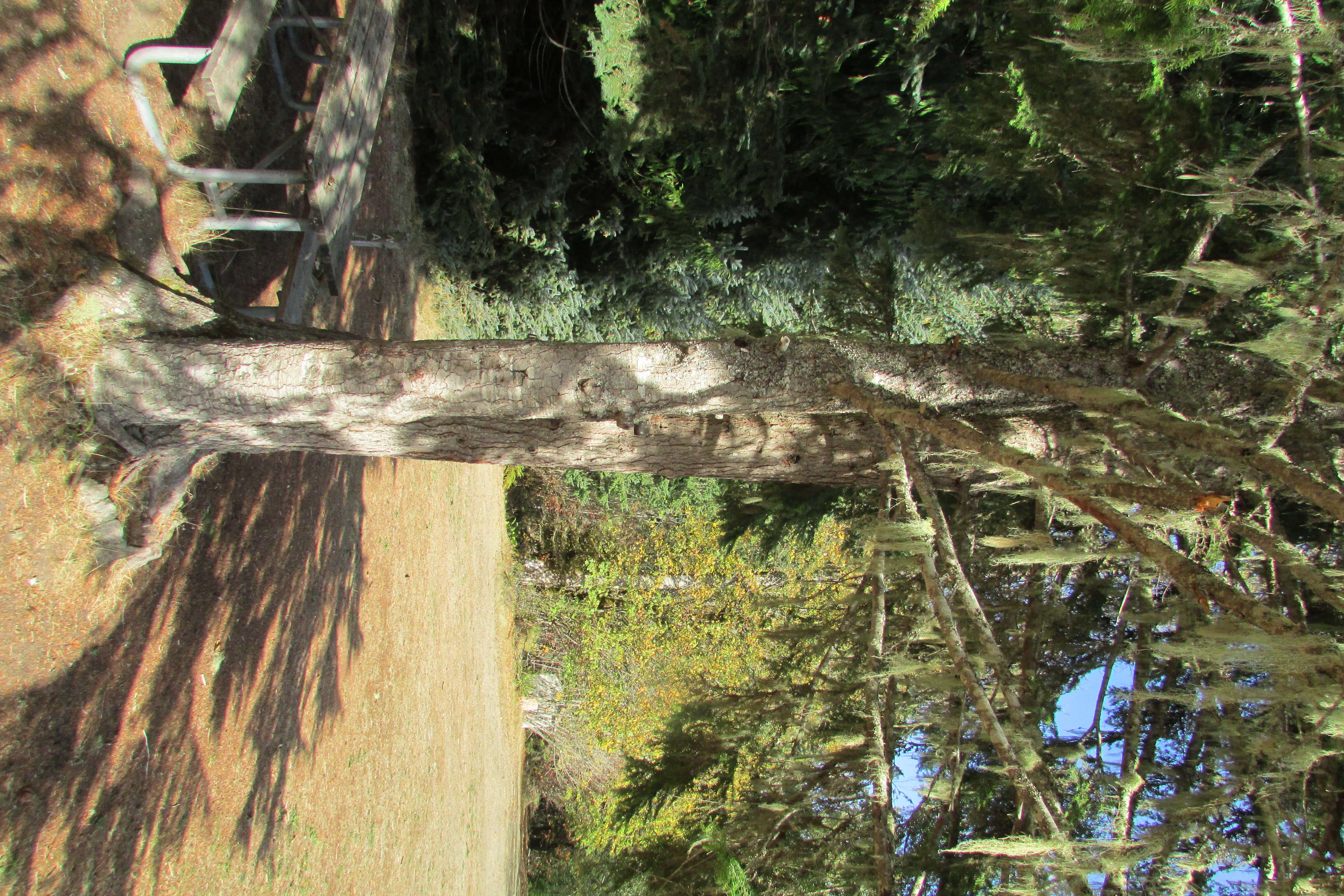 Image of western hemlock